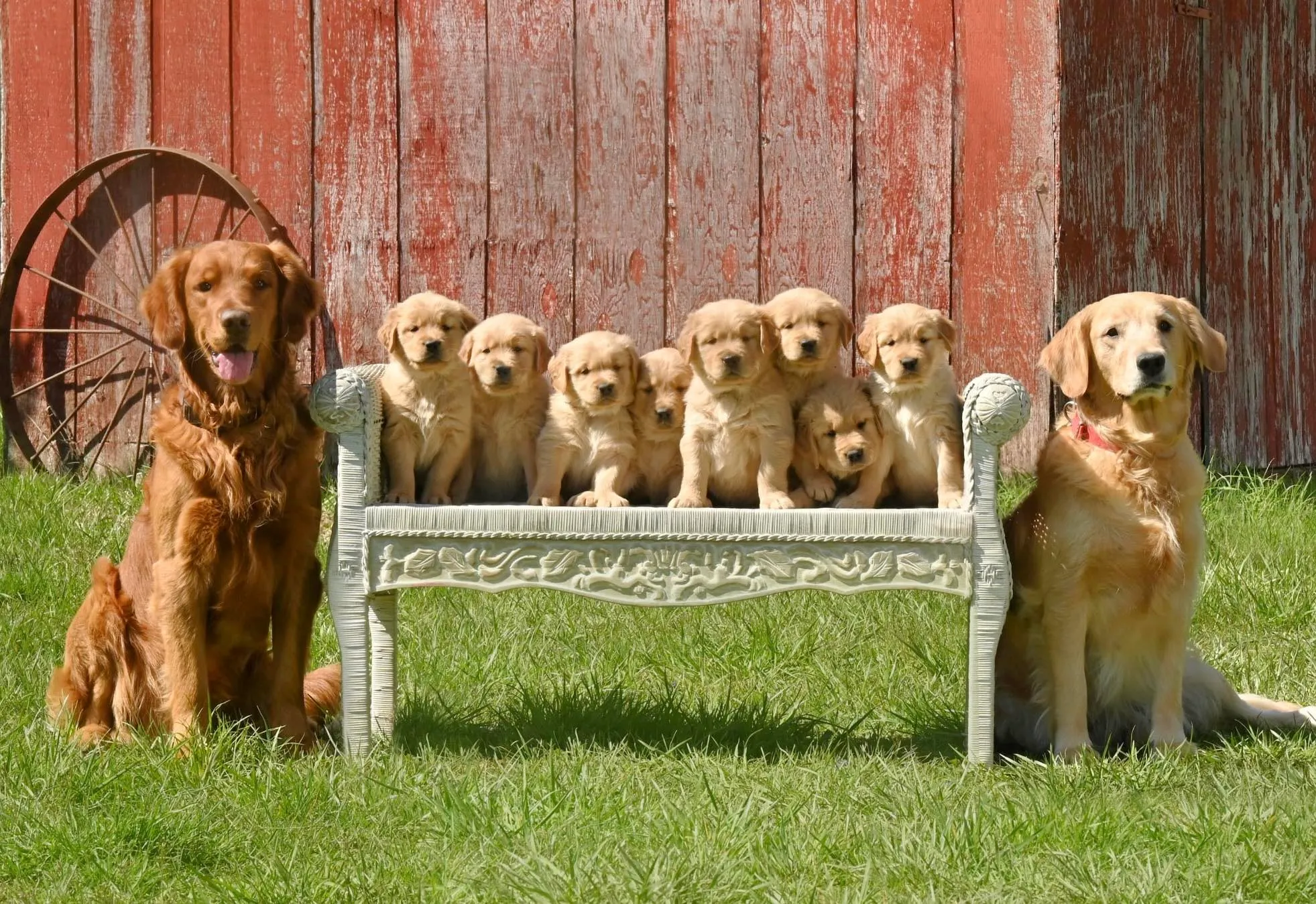 Our last litter of golden retriever puppies