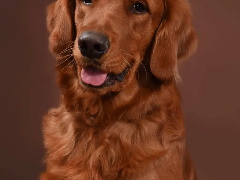 Zeke, a dark gold golden retriever